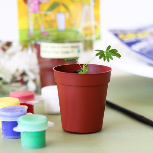 Tickle Me Plant Party Favor with Paint Set