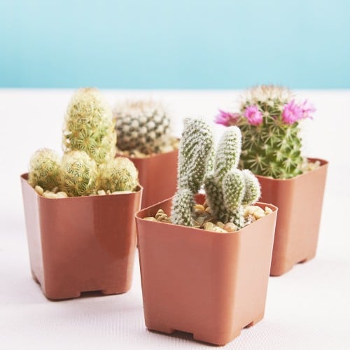 cactus favors