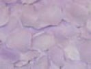 Lavender Silk Flower Petals