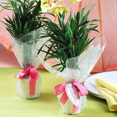 Mini Palm Plant Wedding Favors