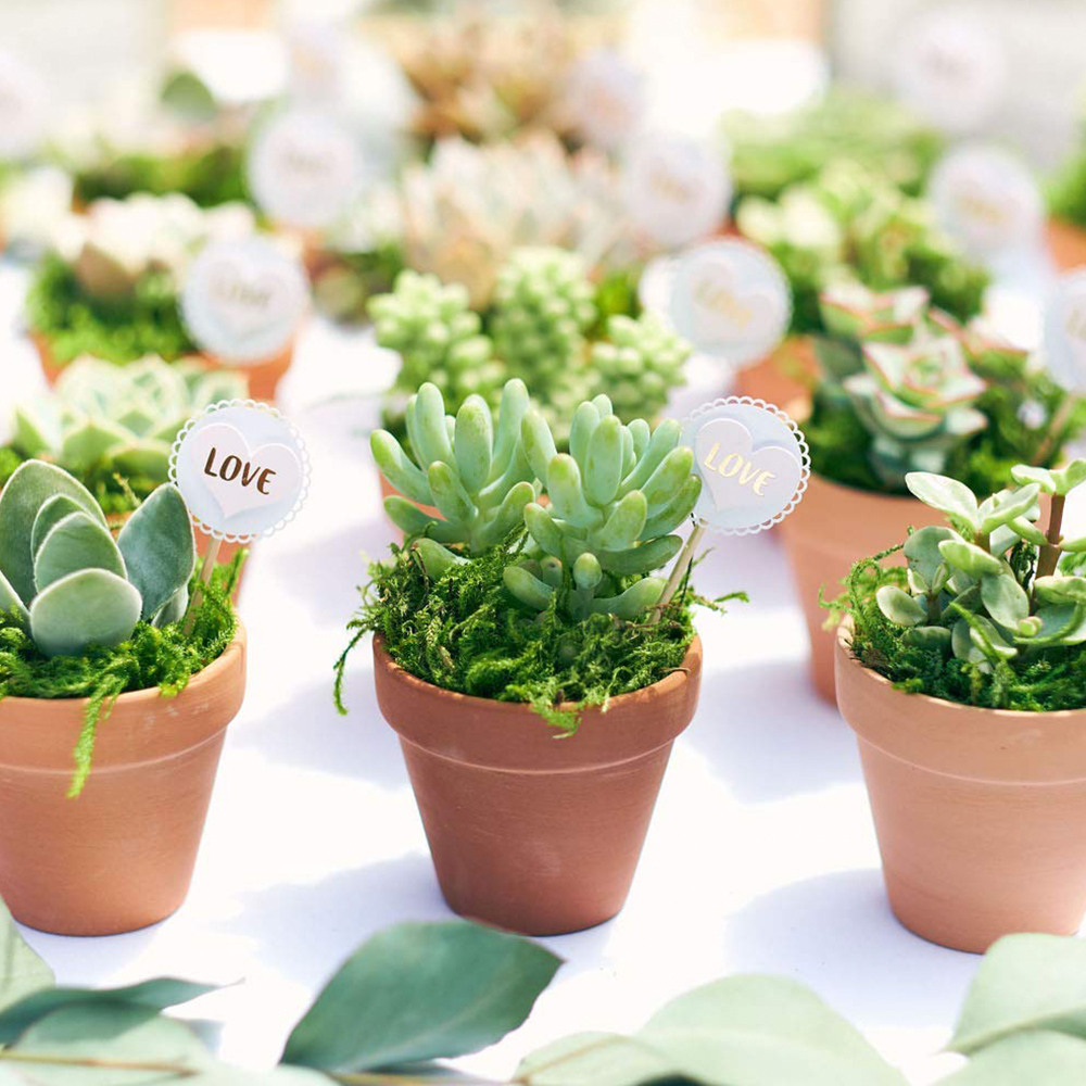 Wedding Mini Favors Succulents Wraps Wedding Favors Succulents Bulk